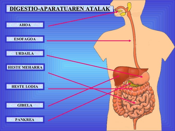 digestio aparatua bilaketarekin bat datozen irudiak