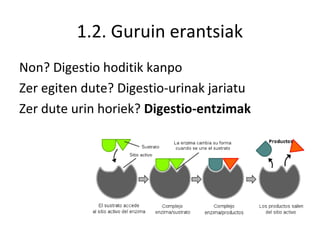 1.2. Guruin erantsiak
Non? Digestio hoditik kanpo
Zer egiten dute? Digestio-urinak jariatu
Zer dute urin horiek? Digestio-entzimak
 