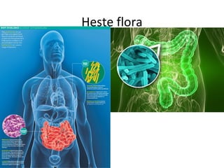 Heste flora
 