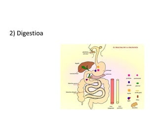 2) Digestioa
 