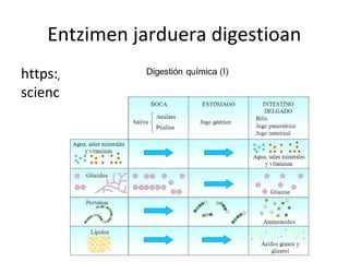 Entzimen jarduera digestioan
https://www.edumedia-
sciences.com/es/media/649-enzimas-digestivas
 