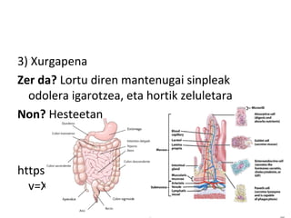 3) Xurgapena
Zer da? Lortu diren mantenugai sinpleak
odolera igarotzea, eta hortik zeluletara
Non? Hesteetan
https://www.youtube.com/watch?
v=XRGY8c6vL2A
 