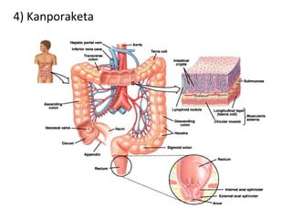 4) Kanporaketa
 