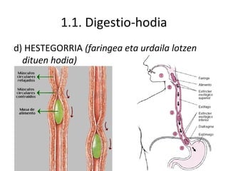1.1. Digestio-hodia
d) HESTEGORRIA (faringea eta urdaila lotzen
dituen hodia)
 