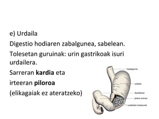 e) Urdaila
Digestio hodiaren zabalgunea, sabelean.
Tolesetan guruinak: urin gastrikoak isuri
urdailera.
Sarreran kardia eta
irteeran piloroa
(elikagaiak ez ateratzeko)
 