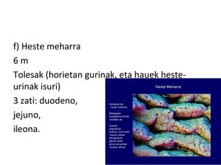 f) Heste meharra
6 m
Tolesak (horietan gurinak, eta hauek heste-
urinak isuri)
3 zati: duodeno,
jejuno,
ileona.
 