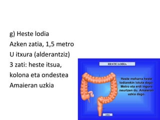 g) Heste lodia
Azken zatia, 1,5 metro
U itxura (alderantziz)
3 zati: heste itsua,
kolona eta ondestea
Amaieran uzkia
 