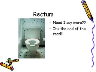 Rectum Need I say more?? It’s the end of the road!! 
