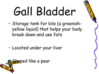 Gall Bladder Storage tank for bile (a greenish-yellow liquid) that helps your body break down and use fats Located under your liver Shaped like a pear 