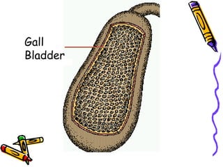 Gall Bladder 