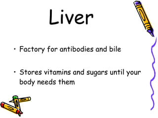 Liver Factory for antibodies and bile Stores vitamins and sugars until your body needs them 
