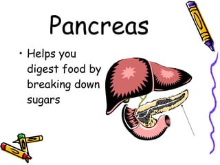 Pancreas Helps you digest food by breaking down sugars 