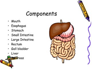 Components Mouth Esophagus Stomach Small Intestine Large Intestine Rectum Gall bladder Liver Pancreas 