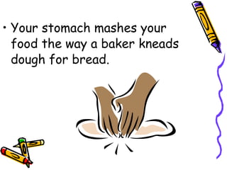 Your stomach mashes your food the way a baker kneads dough for bread. 