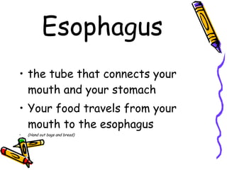 Esophagus the tube that connects your mouth and your stomach Your food travels from your mouth to the esophagus (Hand out bags and bread) 