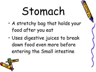 Stomach A stretchy bag that holds your food after you eat Uses digestive juices to break down food even more before entering the Small intestine 