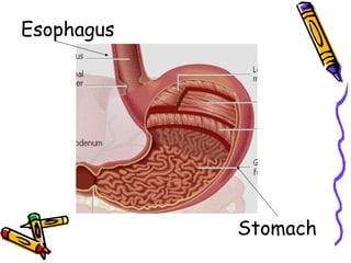 Stomach Esophagus 