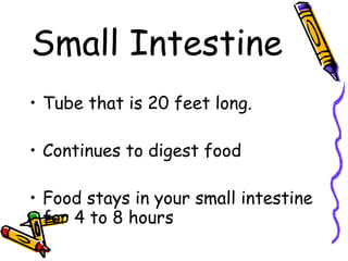 Small Intestine Tube that is 20 feet long. Continues to digest food Food stays in your small intestine for 4 to 8 hours 