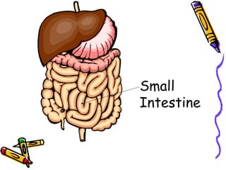 Small Intestine 