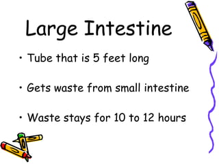 Large Intestine Tube that is 5 feet long Gets waste from small intestine Waste stays for 10 to 12 hours 