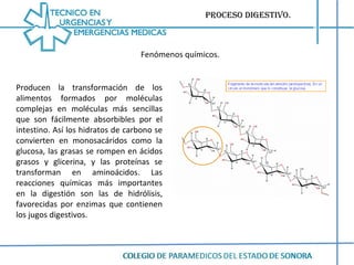 Proceso digestivo. Fenómenos químicos. Producen la transformación de los alimentos formados por moléculas complejas en moléculas más sencillas que son fácilmente absorbibles por el intestino. Así los hidratos de carbono se convierten en monosacáridos como la glucosa, las grasas se rompen en ácidos grasos y glicerina, y las proteínas se transforman en aminoácidos. Las reacciones químicas más importantes en la digestión son las de hidrólisis, favorecidas por enzimas que contienen los jugos digestivos. 