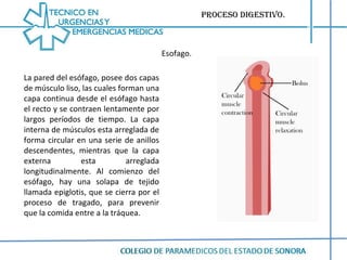 Proceso digestivo. La pared del esófago, posee dos capas de músculo liso, las cuales forman una capa continua desde el esófago hasta el recto y se contraen lentamente por largos períodos de tiempo. La capa interna de músculos esta arreglada de forma circular en una serie de anillos descendentes, mientras que la capa externa esta arreglada longitudinalmente. Al comienzo del esófago, hay una solapa de tejido llamada epiglotis, que se cierra por el proceso de tragado, para prevenir que la comida entre a la tráquea. Esofago. 