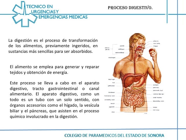 Digestion