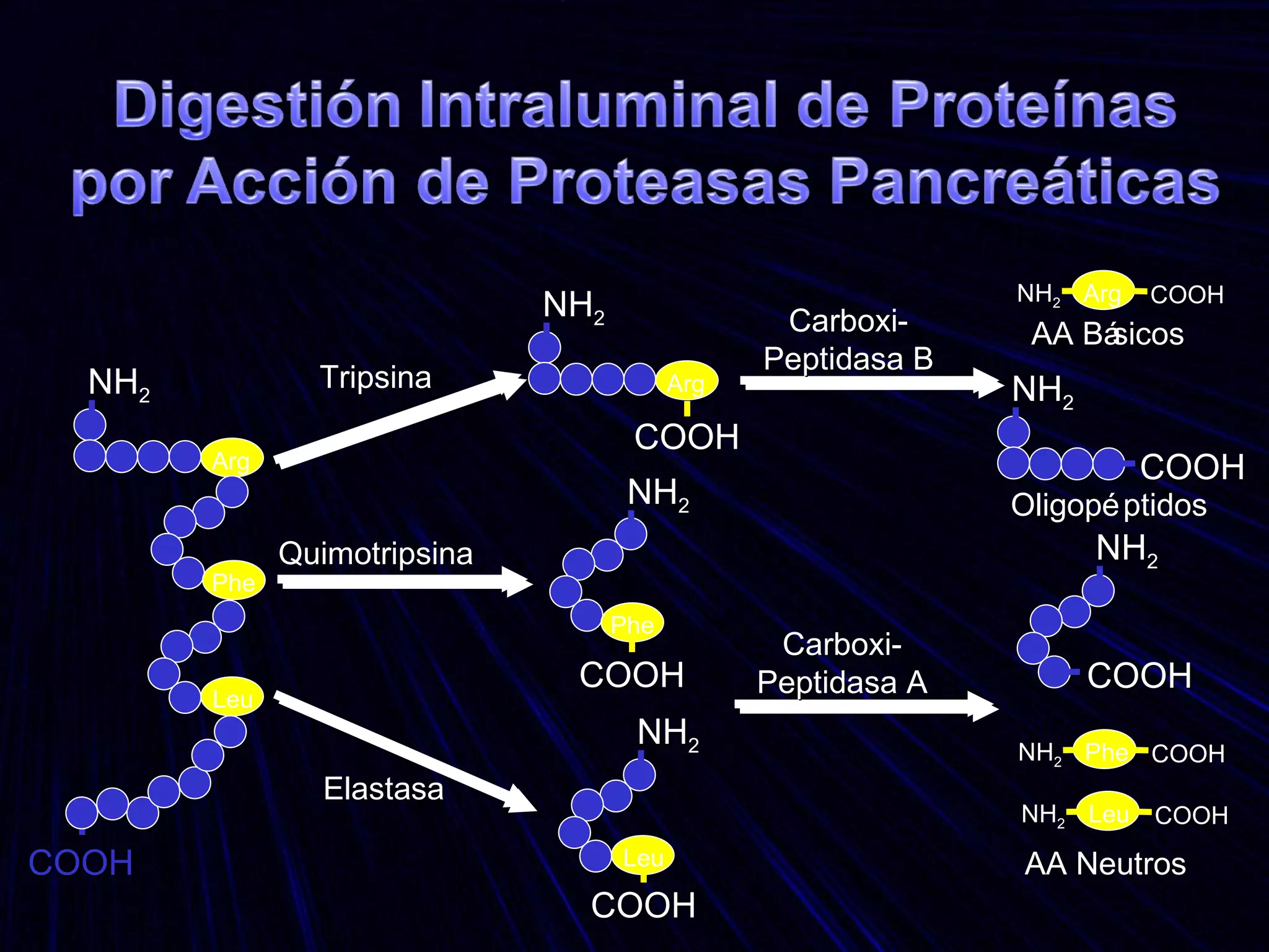 COOH NH 2 Arg Phe Leu Tripsina Elastasa Quimotripsina NH 2 Arg COOH Phe NH 2 COOH Leu NH 2 COOH Arg COOH NH 2 NH 2 COOH Leu COOH NH 2 Phe COOH NH 2 NH 2 COOH Oligopéptidos AA Básicos AA Neutros Carboxi- Peptidasa B Carboxi- Peptidasa A 