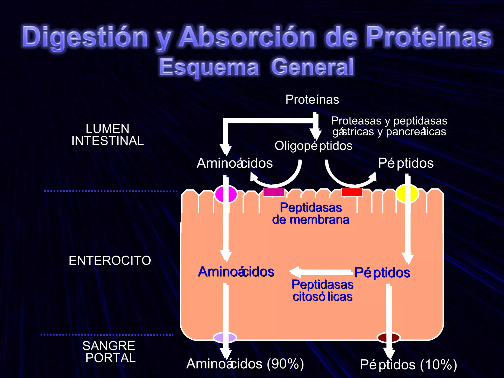Proteínas Oligopéptidos Proteasas y peptidasas gástricas y pancreáticas Péptidos Aminoácidos Peptidasas de membrana Péptidos Aminoácidos Peptidasas citosólicas LUMEN INTESTINAL ENTEROCITO SANGRE  PORTAL Péptidos (10%) Aminoácidos (90%) 