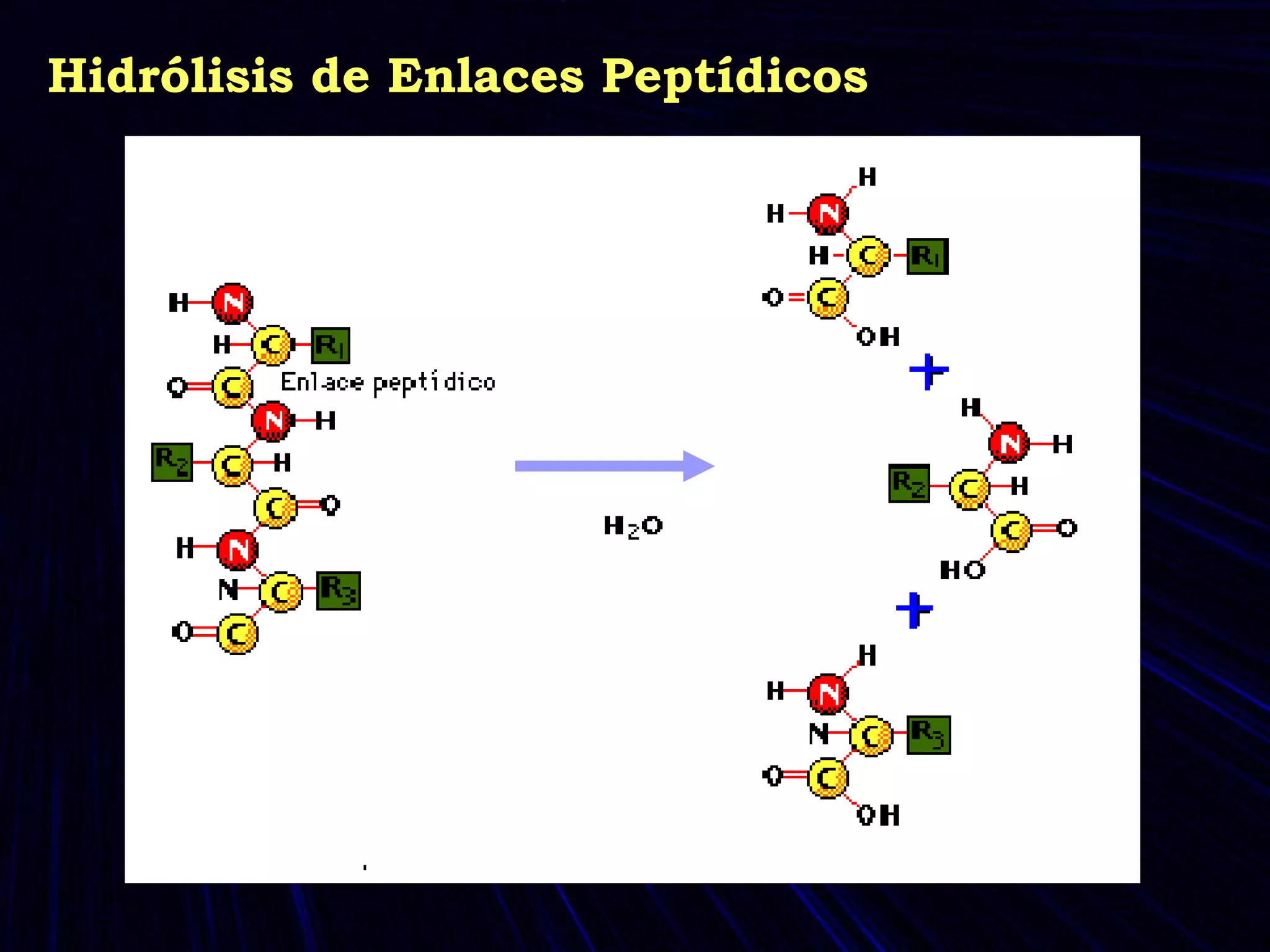 Hidrólisis de Enlaces Peptídicos 