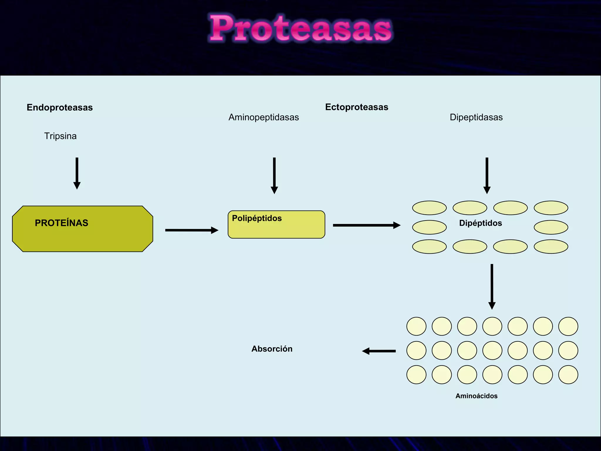 Proteasas Endoproteasas Exoproteasas Carboxipeptidasas Aminopeptidasas Cistein Metalo Serin Cistein Metalo Serin Aspartato Quimiotripsina Tripsina Tripsina Endoproteasas PROTEÍNAS Polipéptidos Dipéptidos Aminoácidos Absorción Ectoproteasas Aminopeptidasas Dipeptidasas 