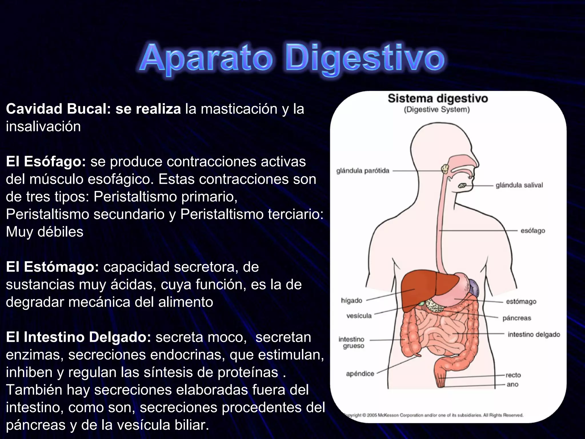 Cavidad Bucal: se realiza  la masticación y la insalivación El Esófago:  se produce contracciones activas del músculo esofágico. Estas contracciones son de tres tipos: Peristaltismo primario,  Peristaltismo secundario y Peristaltismo terciario: Muy débiles El Estómago:  capacidad secretora, de sustancias muy ácidas, cuya función, es la de degradar mecánica del alimento El Intestino Delgado:  secreta moco,  secretan enzimas, secreciones endocrinas, que estimulan, inhiben y regulan las síntesis de proteínas . También hay secreciones elaboradas fuera del intestino, como son, secreciones procedentes del páncreas y de la vesícula biliar. 