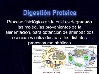 Digestión Proteica Proceso fisiológico en la cual es degradado las moléculas provenientes de la alimentación, para obtención de aminoácidos esenciales utilizados para los distintos procesos metabólicos 
