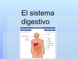 El sistema  digestivo 