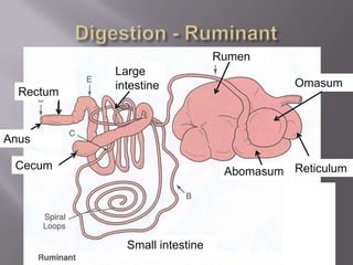 Rumen
           Large
           intestine                      Omasum
  Rectum


Anus

 Cecum                          Abomasum Reticulum




             Small intestine
 
