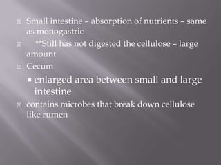   Small intestine – absorption of nutrients – same
    as monogastric
     **Still has not digested the cellulose – large
    amount
   Cecum
       enlarged area between small and large
        intestine
   contains microbes that break down cellulose
    like rumen
 