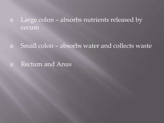    Large colon – absorbs nutrients released by
    cecum

   Small colon – absorbs water and collects waste

   Rectum and Anus
 