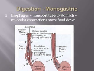    Esophagus – transport tube to stomach –
    muscular contractions move food down
 