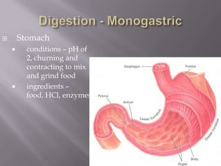        Stomach
         conditions – pH of
          2, churning and
          contracting to mix
          and grind food
         ingredients –
          food, HCl, enzymes
 