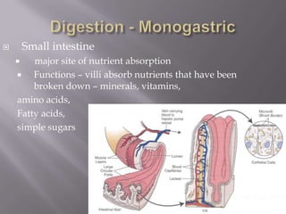        Small intestine
       major site of nutrient absorption
       Functions – villi absorb nutrients that have been
        broken down – minerals, vitamins,
    amino acids,
    Fatty acids,
    simple sugars
 