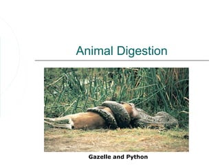Animal Digestion




  Gazelle and Python
 