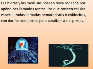 Las hidras y las medusas poseen boca rodeada por
apéndices llamados tentáculos que poseen células
especializadas llamadas nematocistos o cnidocitos,
con dardos venenosos para paralizar a sus presas.
 