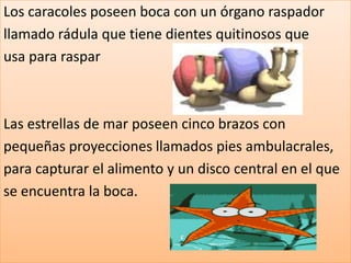 Los caracoles poseen boca con un órgano raspador
llamado rádula que tiene dientes quitinosos que
usa para raspar



Las estrellas de mar poseen cinco brazos con
pequeñas proyecciones llamados pies ambulacrales,
para capturar el alimento y un disco central en el que
se encuentra la boca.
 