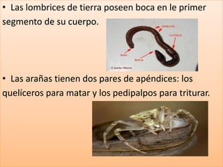 • Las lombrices de tierra poseen boca en le primer
segmento de su cuerpo.




• Las arañas tienen dos pares de apéndices: los
quelíceros para matar y los pedipalpos para triturar.
 