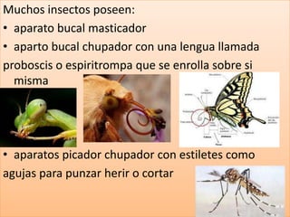 Muchos insectos poseen:
• aparato bucal masticador
• aparto bucal chupador con una lengua llamada
proboscis o espiritrompa que se enrolla sobre si
  misma




• aparatos picador chupador con estiletes como
agujas para punzar herir o cortar
 