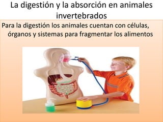 La digestión y la absorción en animales
               invertebrados
Para la digestión los animales cuentan con células,
  órganos y sistemas para fragmentar los alimentos
 