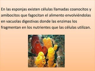 En las esponjas existen células llamadas coanocitos y
amibocitos que fagocitan el alimento envolviéndolas
en vacuolas digestivas donde las enzimas los
fragmentan en los nutrientes que las células utilizan.
 