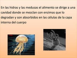 En las hidras y las medusas el alimento se dirige a una
cavidad donde se mezclan con enzimas que lo
degradan y son absorbidos en las células de la capa
interna del cuerpo
 