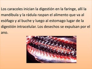 Los caracoles inician la digestión en la faringe, allí la
mandíbula y la rádula raspan el alimento que va al
esófago y al buche y luego al estomago lugar de la
digestión intracelular. Los desechos se expulsan por el
ano.
 