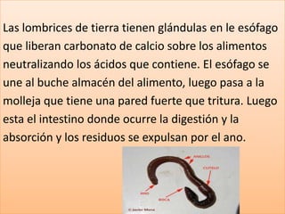 Las lombrices de tierra tienen glándulas en le esófago
que liberan carbonato de calcio sobre los alimentos
neutralizando los ácidos que contiene. El esófago se
une al buche almacén del alimento, luego pasa a la
molleja que tiene una pared fuerte que tritura. Luego
esta el intestino donde ocurre la digestión y la
absorción y los residuos se expulsan por el ano.
 